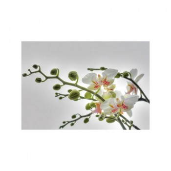 Fototapeta Komar 1-608 SP