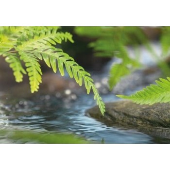 Fototapeta Komar 1-611