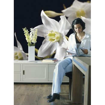 Fototapeta Komar 4-259 