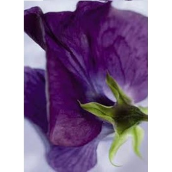 Fototapeta Komar 4-711 SP