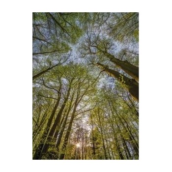 Fototapeta Komar 4-522