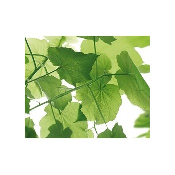 Fototapeta Komar 8-506 SP