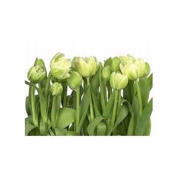 Fototapeta Komar 8-900