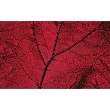 Fototapeta  13570 Liść czerwony Makro (254 x 184cm) - Sklep z Fototapetami Tapetydekoracje.pl
