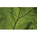 Fototapeta  13569 Liść zielony Makro (254 x 184cm) - Sklep z Fototapetami Tapetydekoracje.pl