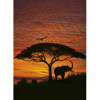 Fototapeta Wschód Słońca w Afryce Komar 4-501 African Sunset (194 x 270 cm) - Sklep z Fototapetami na ścianęTapetydekoracje.pl