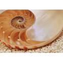 Fototapeta Muszla Komar 1-601 Nautilus (184 x 127 cm) - Sklep z Fototapetami na ścianęTapetydekoracje.pl
