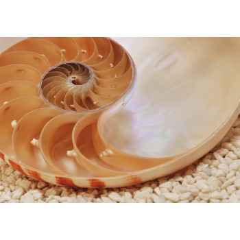 Fototapeta Muszla Komar 1-601 Nautilus (184 x 127 cm) - Sklep z Fototapetami na ścianęTapetydekoracje.pl