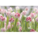 Fototapeta Kwiaty Tulipany Komar 8-708 Secret Garden (368 x 254 cm) - Sklep z Fototapetami na ścianęTapetydekoracje.pl