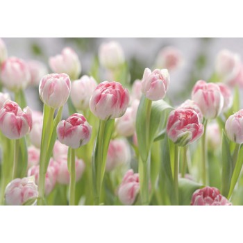 Fototapeta Kwiaty Tulipany Komar 8-708 Secret Garden (368 x 254 cm) - Sklep z Fototapetami na ścianęTapetydekoracje.pl