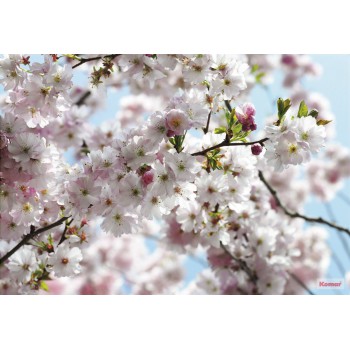 Fototapeta Kwiaty Kwitnące Wiosną Komar 8-507 Spring (368 x 254 cm) - Sklep z Fototapetami na ścianęTapetydekoracje.pl