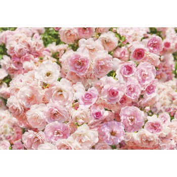 Fototapeta Komar 8-937 Rosa (368 x 254 cm) - Sklep z Fototapetami na ścianęTapetydekoracje.pl
