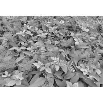 Fototapeta Rośliny Leśne Czarno Białe Komar 8-914 Forest Floor (368 x 254 cm) - Sklep z Fototapetami na ścianęTapetydekoracje.pl