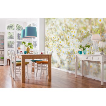 Fototapeta Kwiaty Stokrotki na Łące Komar 8-994 Daisies (368 x 254 cm) - Sklep z Fototapetami na ścianęTapetydekoracje.pl