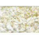 Fototapeta Kwiaty Stokrotki na Łące Komar 8-994 Daisies (368 x 254 cm) - Sklep z Fototapetami na ścianęTapetydekoracje.pl