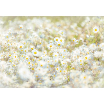 Fototapeta Kwiaty Stokrotki na Łące Komar 8-994 Daisies (368 x 254 cm) - Sklep z Fototapetami na ścianęTapetydekoracje.pl