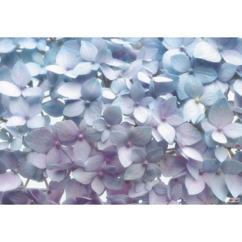 Fototapeta Płatki Kwiatów Niebieskie Komar 8-961 Light Blue (368 x 254 cm) - Sklep z Fototapetami na ścianęTapetydekoracje.pl