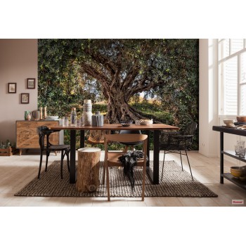 Fototapeta Drzewo Oliwne Komar 8-531 Olive Tree (368 x 254 cm) - Sklep z Fototapetami na ścianęTapetydekoracje.pl