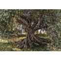 Fototapeta Drzewo Oliwne Komar 8-531 Olive Tree (368 x 254 cm) - Sklep z Fototapetami na ścianęTapetydekoracje.pl
