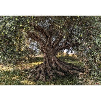 Fototapeta Drzewo Oliwne Komar 8-531 Olive Tree (368 x 254 cm) - Sklep z Fototapetami na ścianęTapetydekoracje.pl