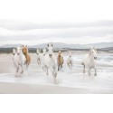 Fototapeta Komar 8-986 White Horses (368 x 254 cm) - Sklep z Fototapetami na ścianęTapetydekoracje.pl